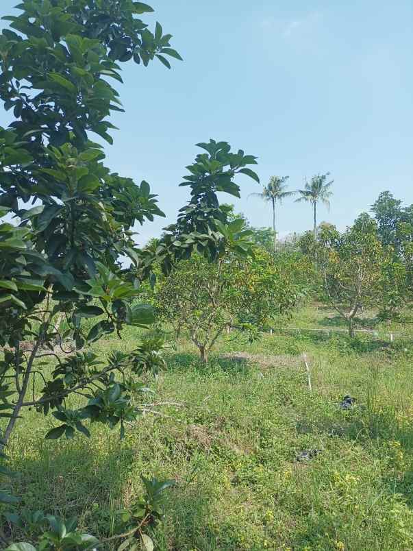 tanah luas lokasi bagus tirtoadi mlati