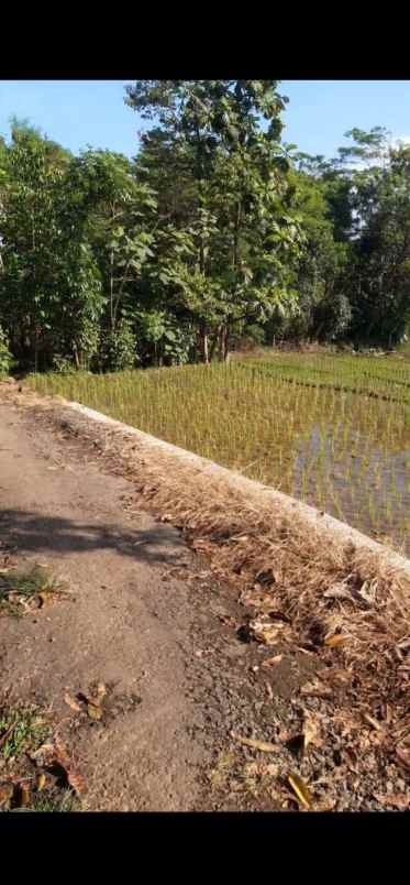 tanah pasawahan kuningan jabar