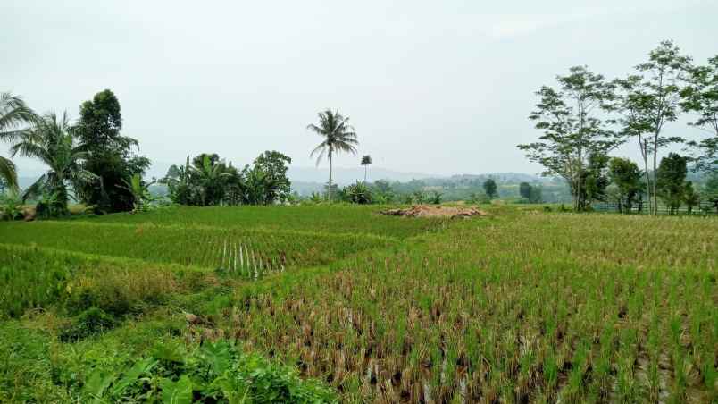 tanah subang