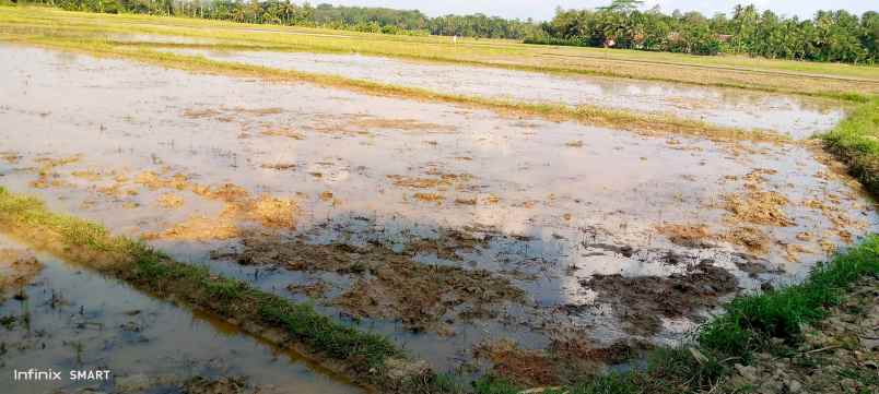 dijual bu nego sawah 1 kotak