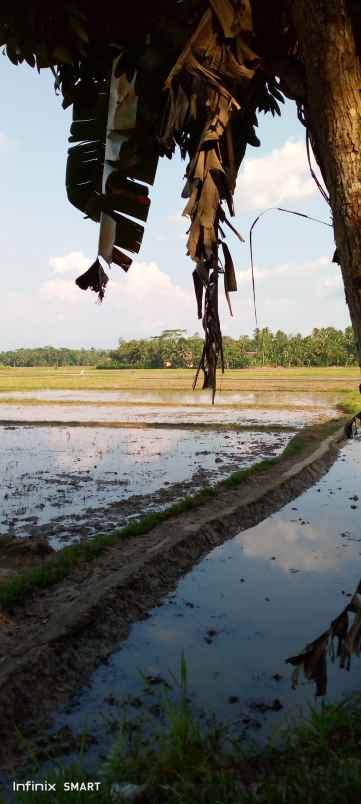 dijual bu nego sawah 1 kotak