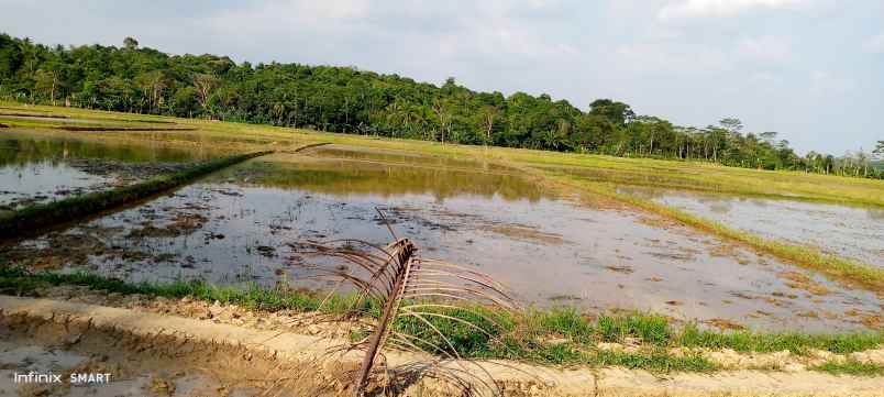 dijual bu nego sawah 1 kotak