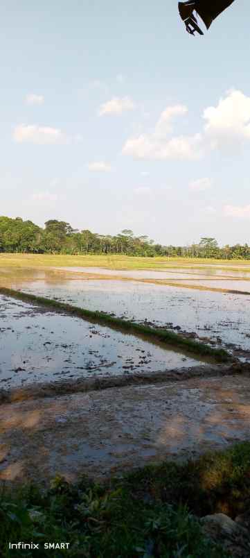 dijual bu nego sawah 1 kotak