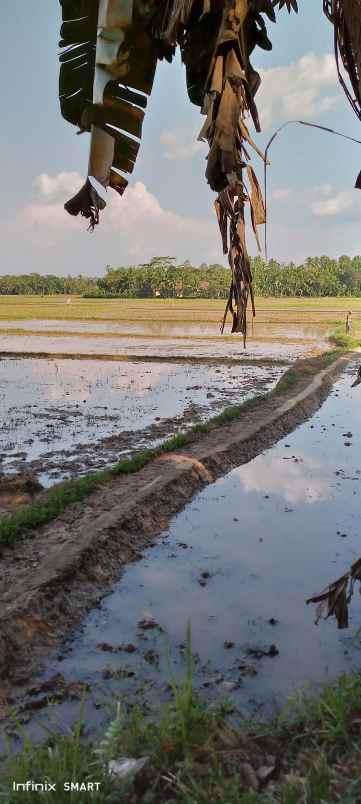 dijual bu nego sawah 1 kotak