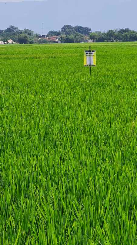 dijual sawah produktif di ciparay bandung