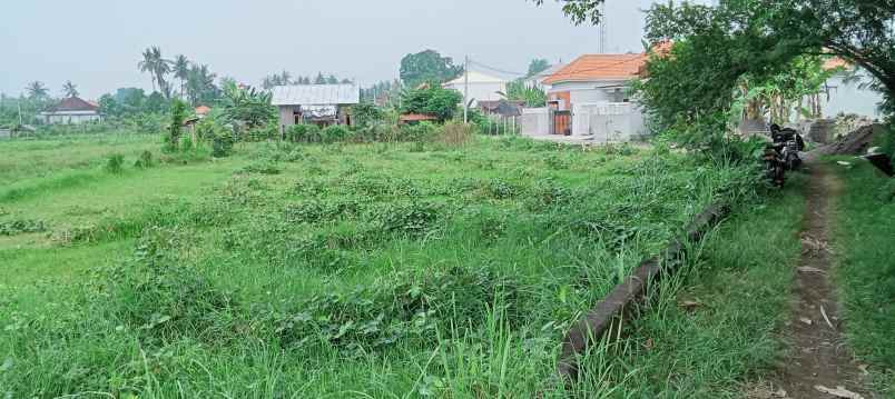 dijual sebidang tanah premium di lovina dgn vew sawah