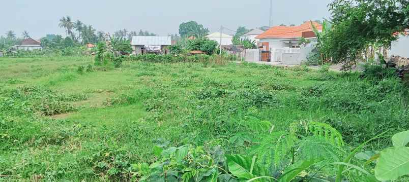 dijual sebidang tanah premium di lovina dgn vew sawah