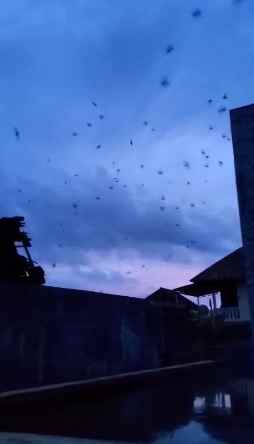 dijual tanah banyuwangi