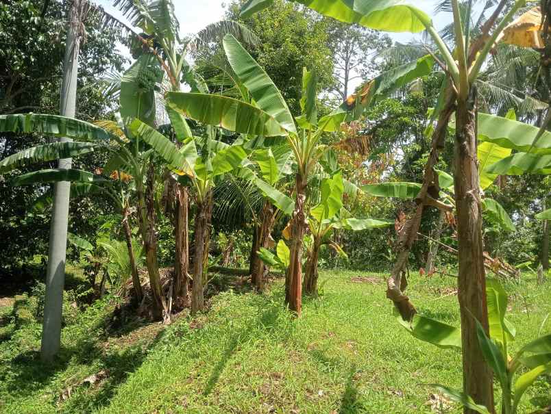 dijual tanah desa antosari kec