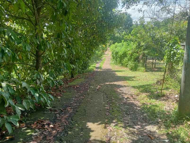 dijual tanah desa antosari kec