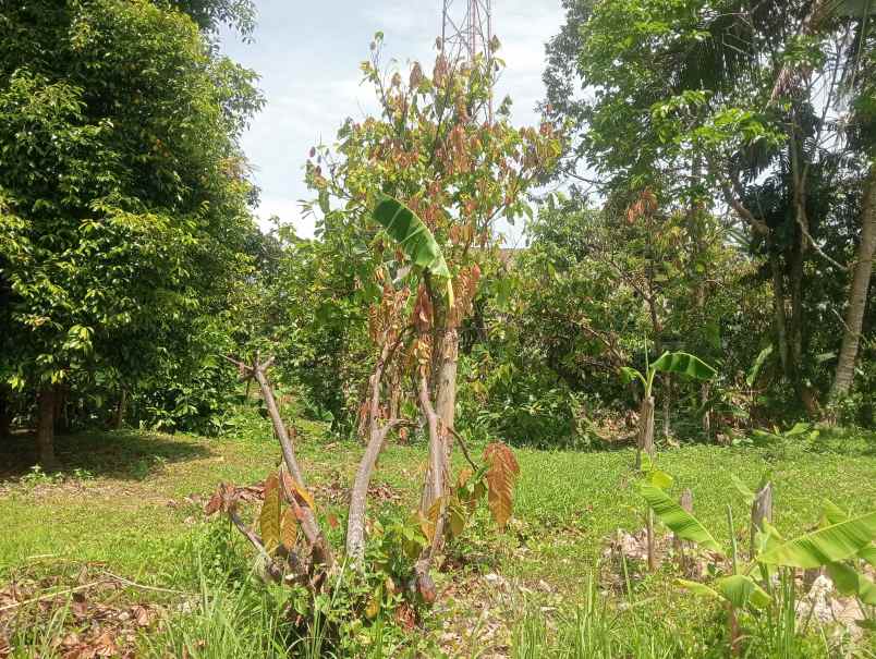 dijual tanah desa antosari kec