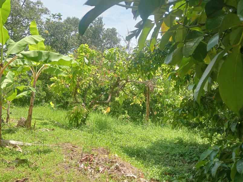 dijual tanah desa antosari kec