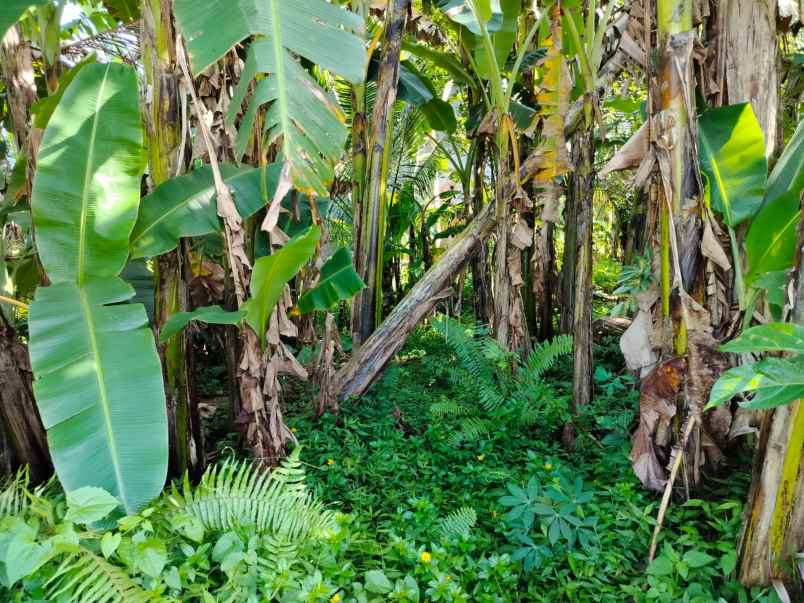 dijual tanah desa batuaji kec