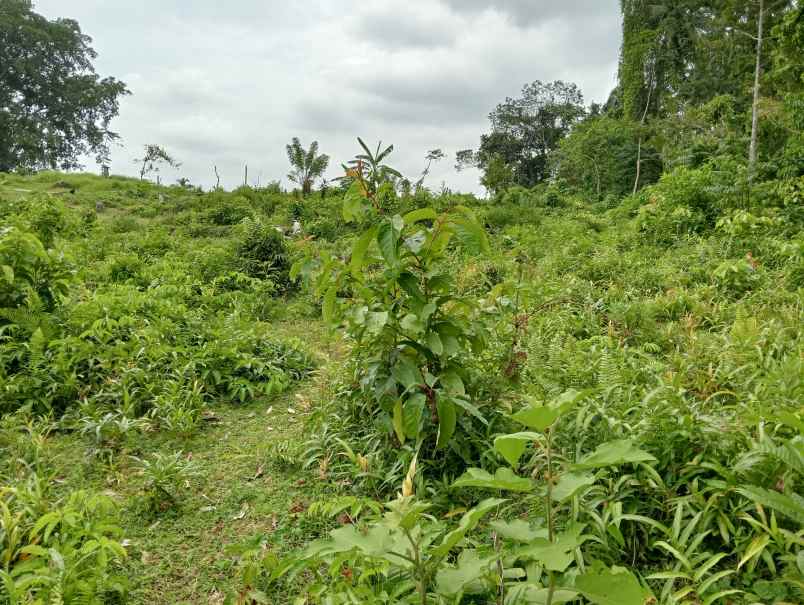dijual tanah desa gadung sari kec