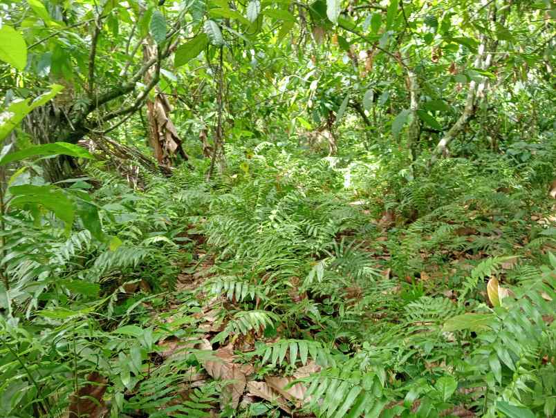 dijual tanah desa lumbung kec selemadeg