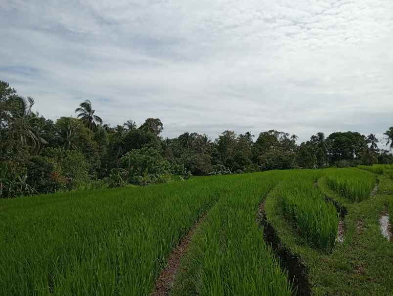 dijual tanah desa lumbung kec selemadeg