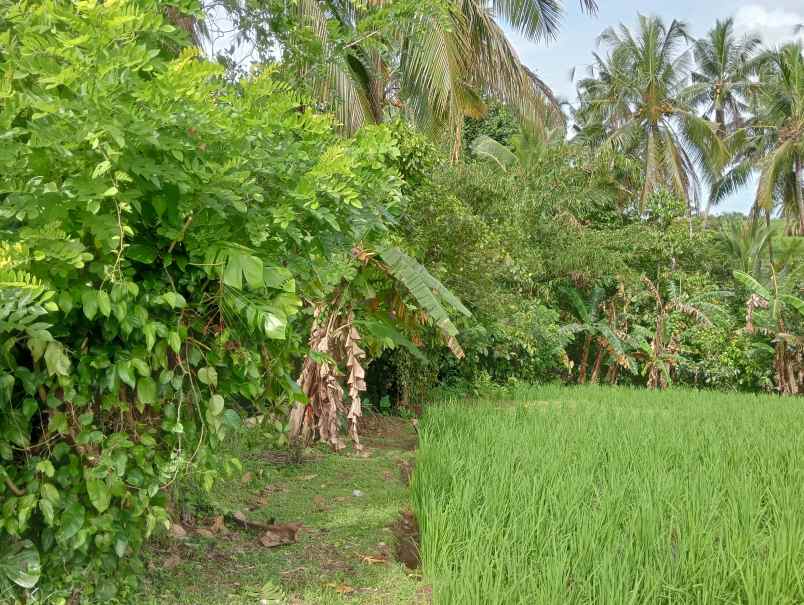 dijual tanah desa lumbung kec selemadeg