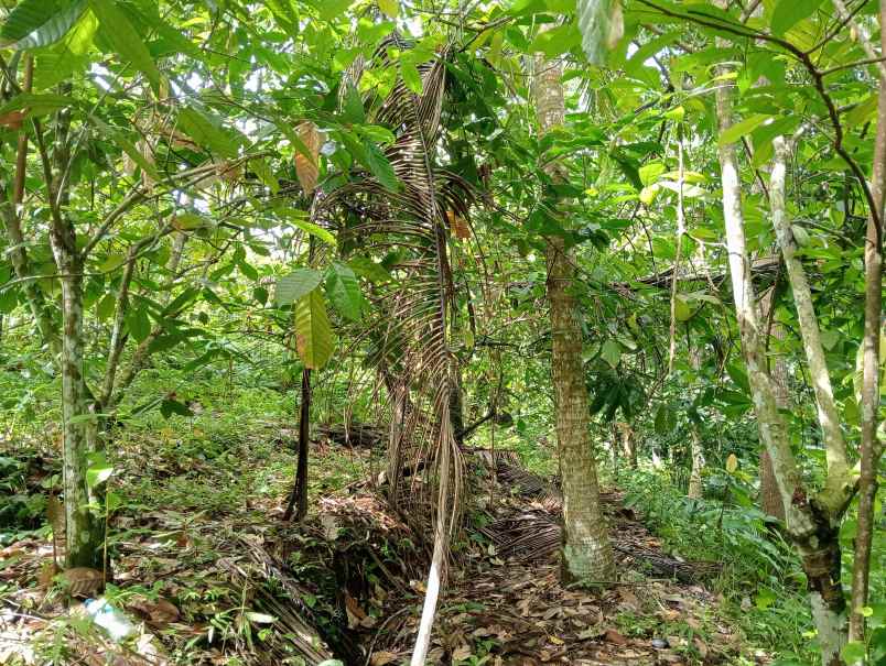 dijual tanah desa lumbung kec selemadeg