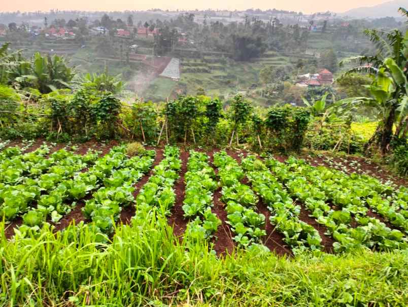 dijual tanah desa pasirhalang kecamatan