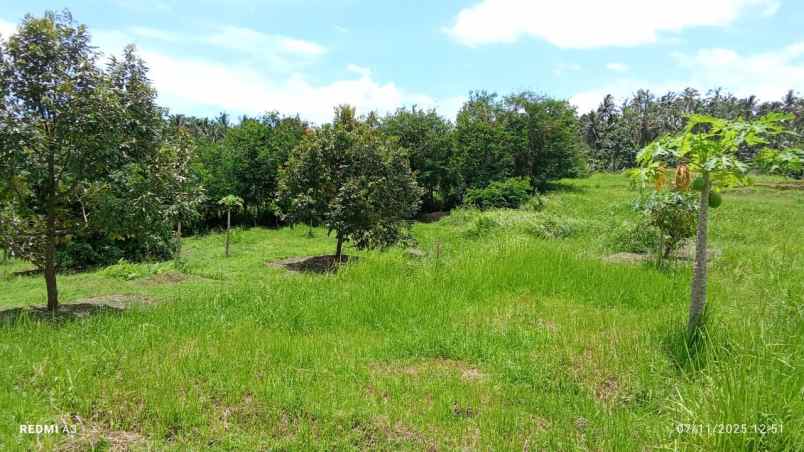 dijual tanah desa tiyinggading kec