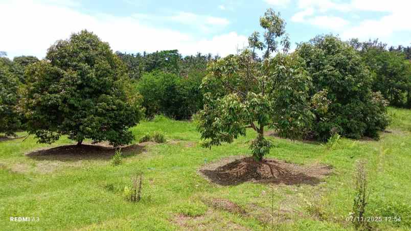 dijual tanah desa tiyinggading kec