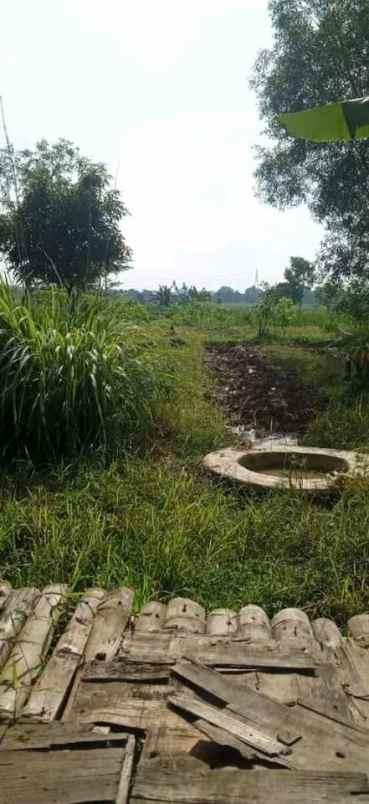 dijual tanah di desa bringin ciwaringin kab cirebon