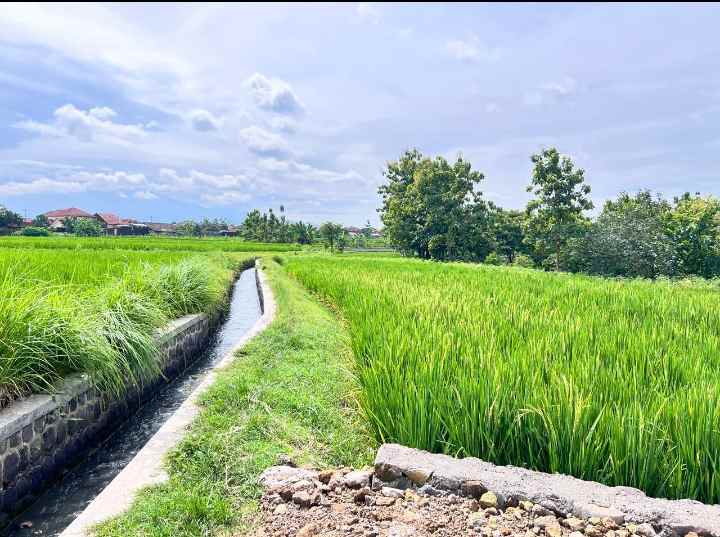 dijual tanah dijual tanah sawah di desa