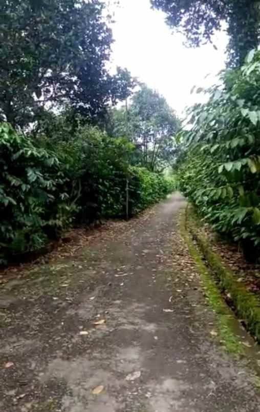 dijual tanah jalan raya cagak desa