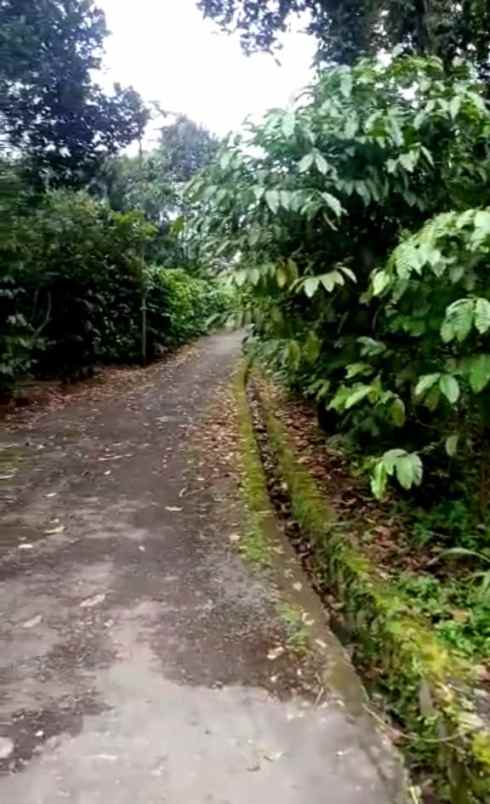 dijual tanah jalan raya cagak desa