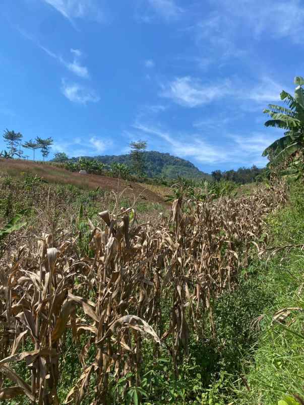 dijual tanah mandalawangi