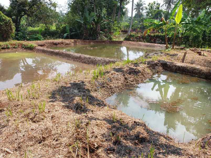 dijual tanah parung poncol rt 01 rw 02