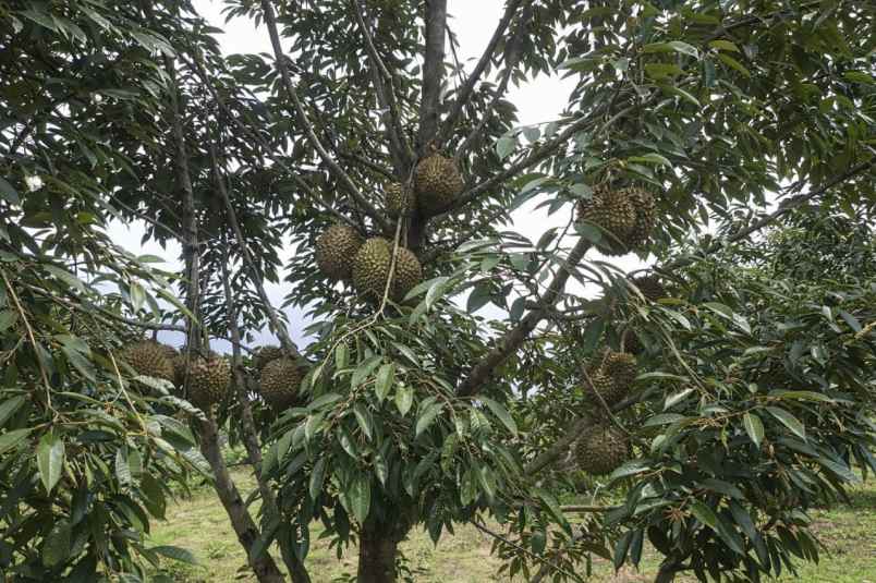 dijual tanah pekalongan kabupaten