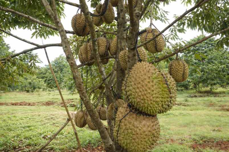 dijual tanah pekalongan kabupaten