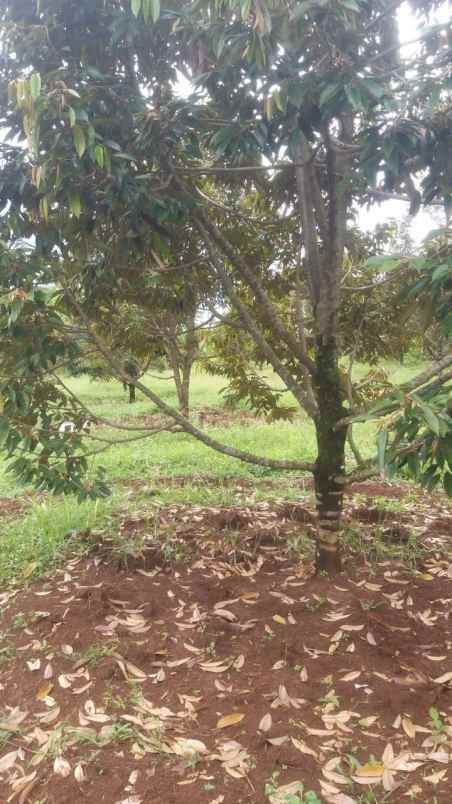 dijual tanah pekalongan kabupaten