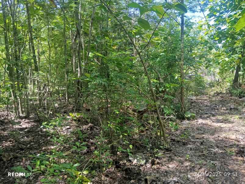 dijual tanah permukiman 2 hektar diboyolali 375 rb m2