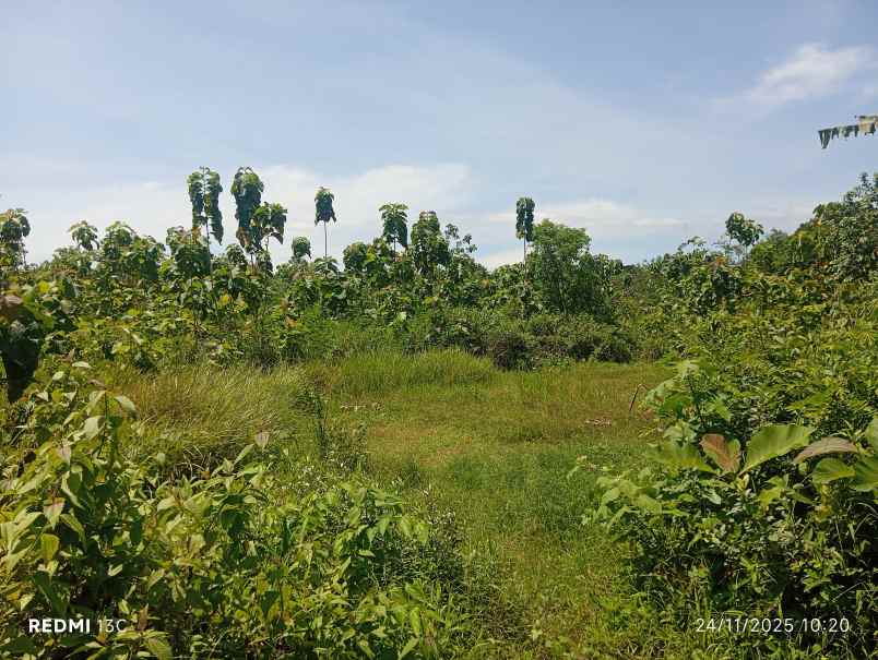 dijual tanah permukiman 2 hektar diboyolali 375 rb m2