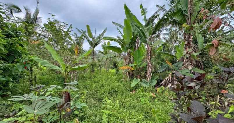 dijual tanah sanda pupuan tabanan