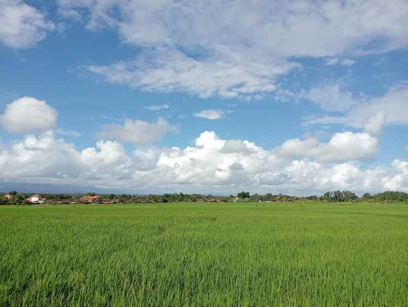 dijual tanah tibubiyu kec kerambitan