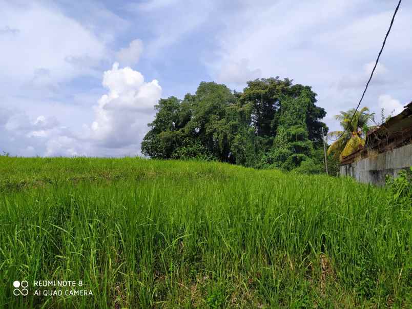 disewakan tanah kaba kaba tabanan bali