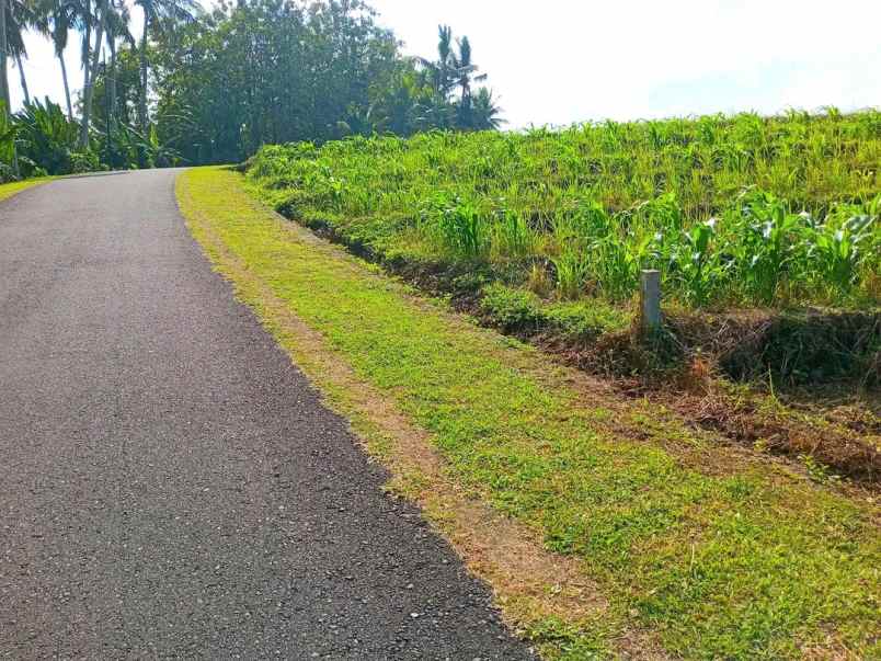disewakan tanah selemadeg timur tabanan bali