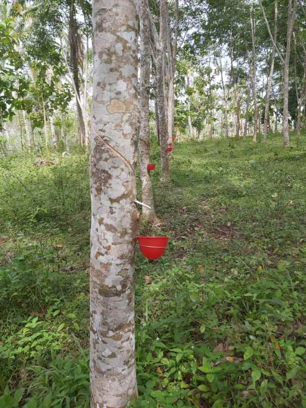 jual kebon karet sudah produksi