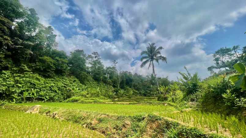 jual murah tanah sawah produktif di bojong purwakarta