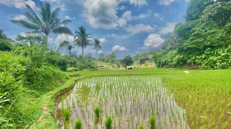 jual murah tanah sawah produktif di bojong purwakarta