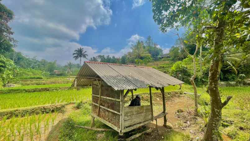 jual murah tanah sawah produktif di bojong purwakarta