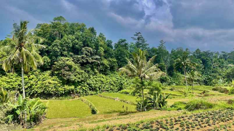 jual murah tanah sawah produktif di bojong purwakarta