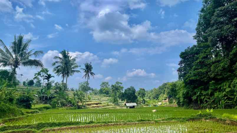 jual murah tanah sawah produktif di bojong purwakarta