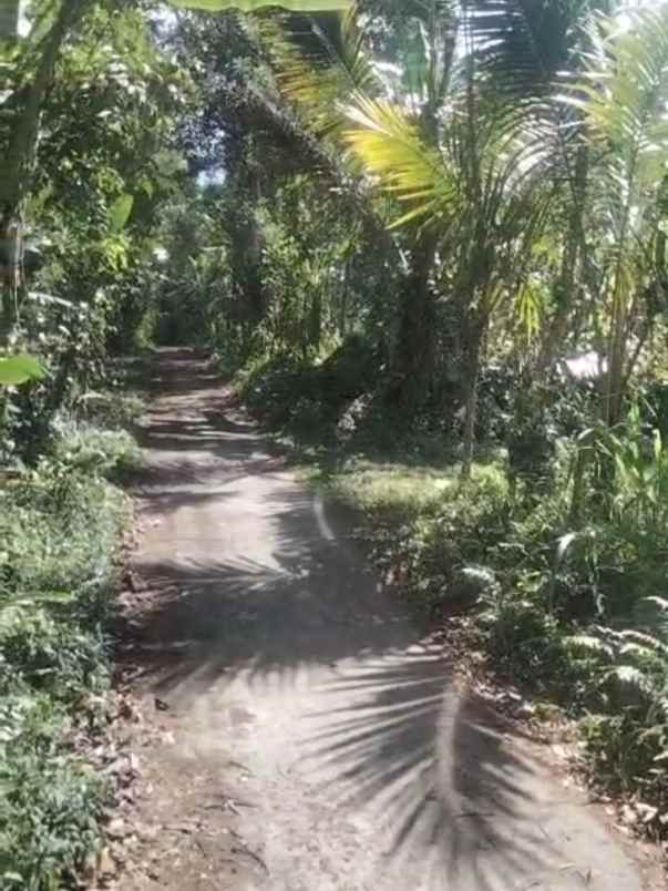 kebun jeruk di taro tegallalang bali view jungle