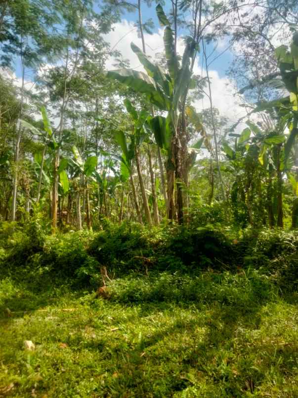 kebun jeruk di taro tegallalang bali view jungle