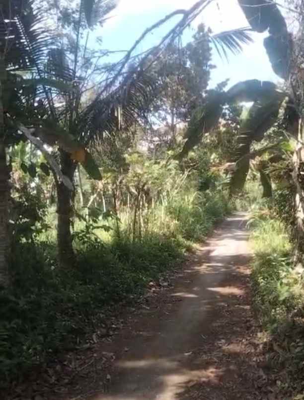 kebun jeruk di taro tegallalang bali view jungle