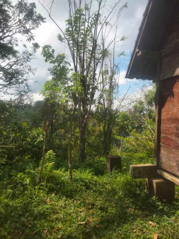 kebun jeruk di taro tegallalang bali view jungle